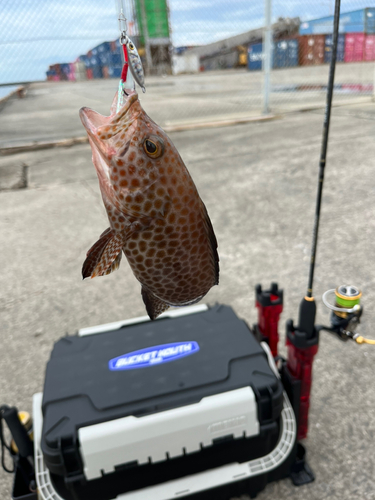 オオモンハタの釣果