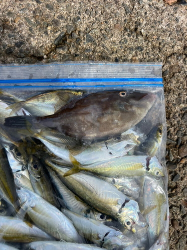 ウマヅラハギの釣果