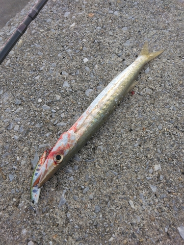 カマスの釣果