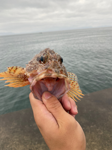 アラカブの釣果