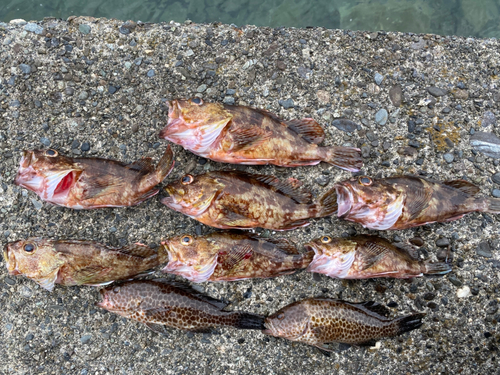 カサゴの釣果