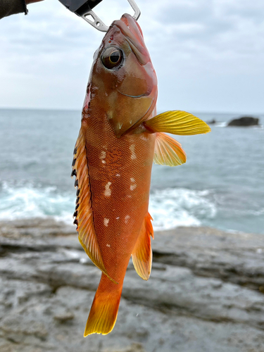 アカハタの釣果