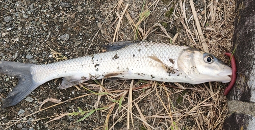 ニゴイの釣果