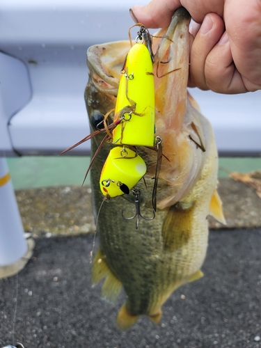 ブラックバスの釣果