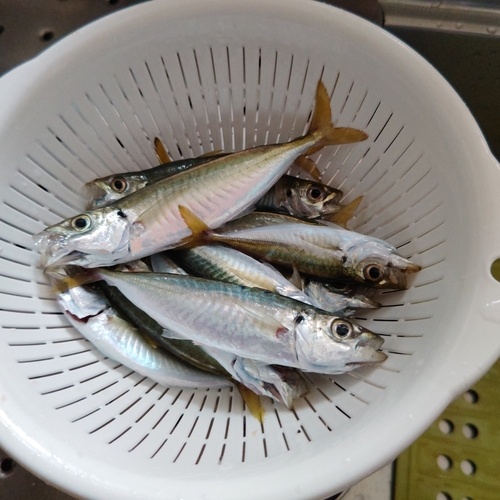 アジの釣果