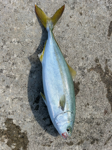 ワカシの釣果