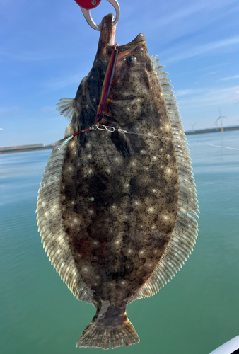 ヒラメの釣果