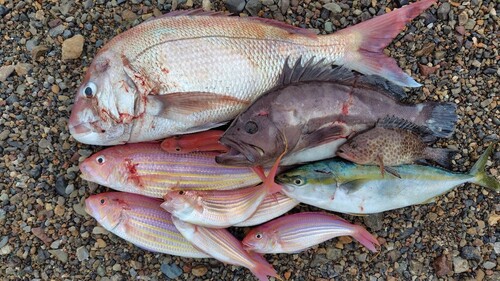 マハタの釣果