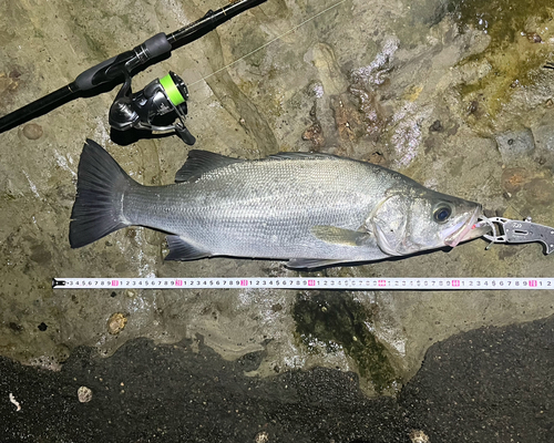 ヒラスズキの釣果