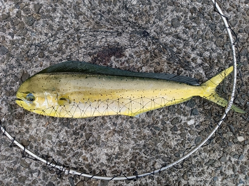 シイラの釣果