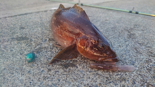 アイナメの釣果