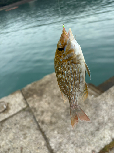 フエフキダイの釣果