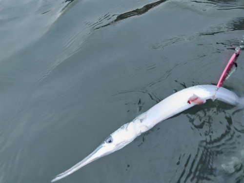 ダツの釣果