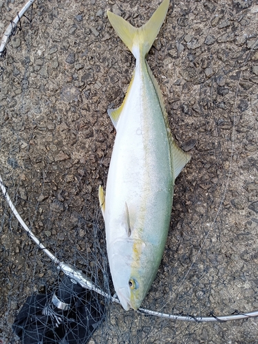 ハマチの釣果