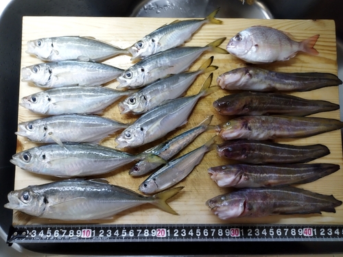 アジの釣果