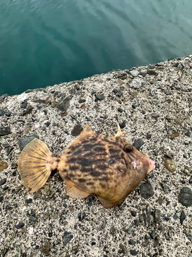 カワハギの釣果