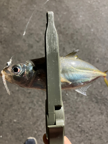 マアジの釣果