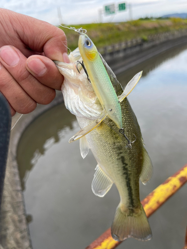 ブラックバスの釣果