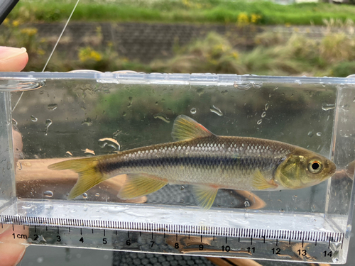 カワムツの釣果