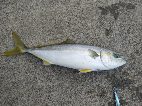 ワカシの釣果