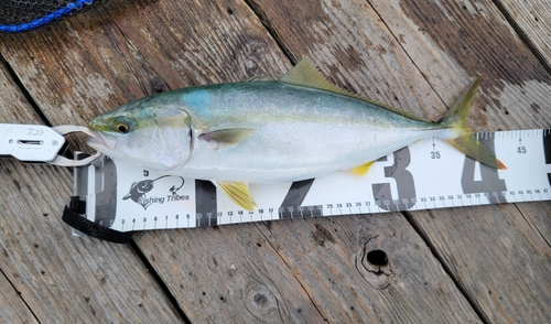 ハマチの釣果