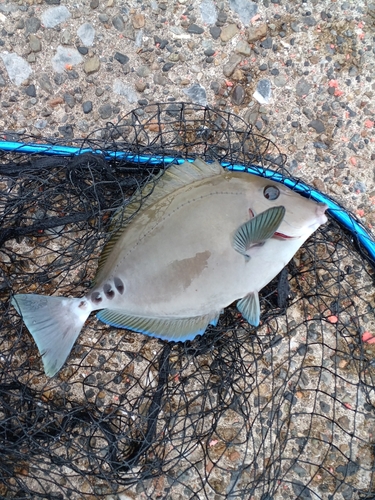 サンノジの釣果