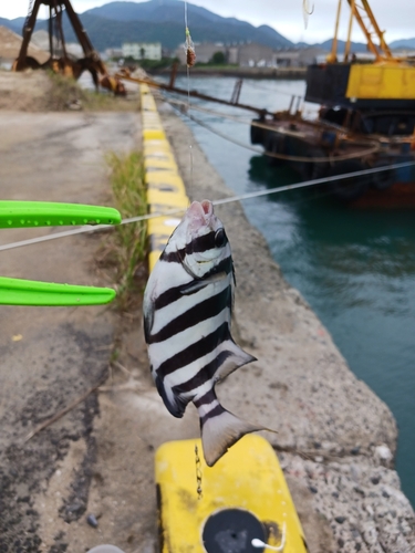 サンバソウの釣果