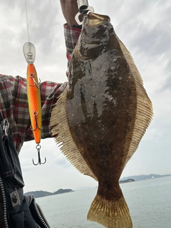 ヒラメの釣果