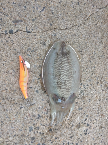 コウイカの釣果