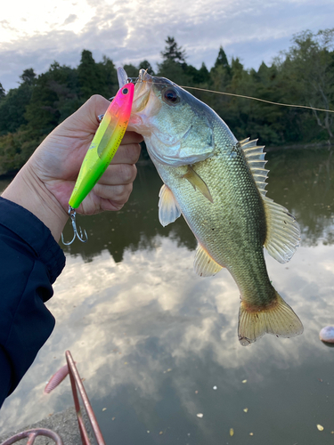 ラージマウスバスの釣果