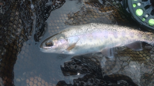 ニジマスの釣果