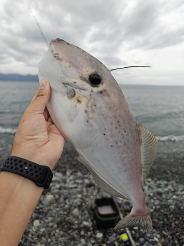 ウスバハギの釣果