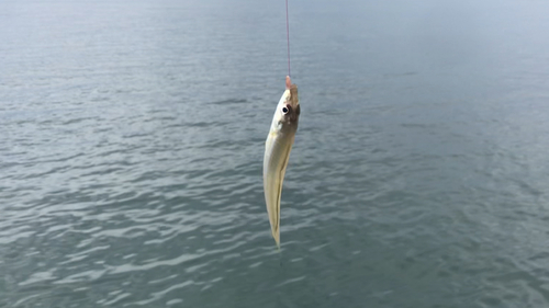 シロギスの釣果