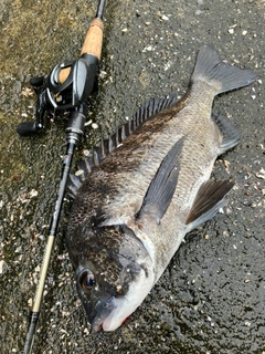 クロダイの釣果