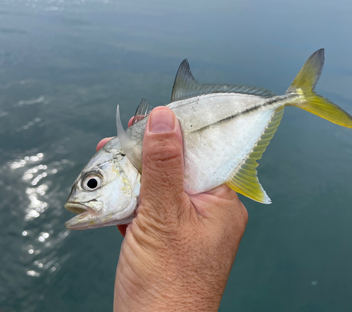 メッキの釣果