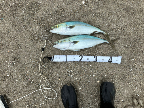 ハマチの釣果