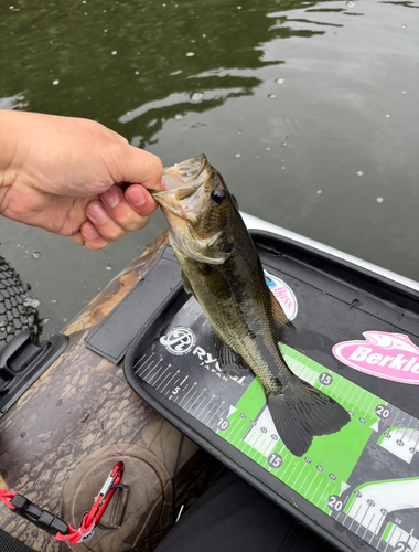 ブラックバスの釣果