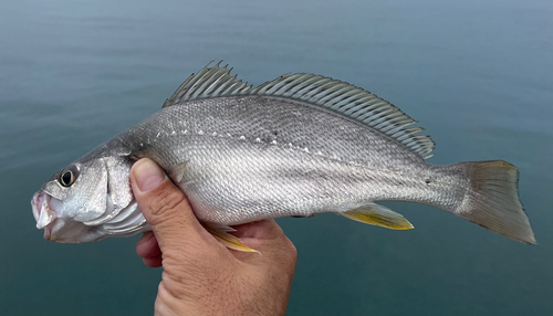 ニベの釣果