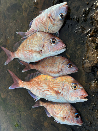 マダイの釣果