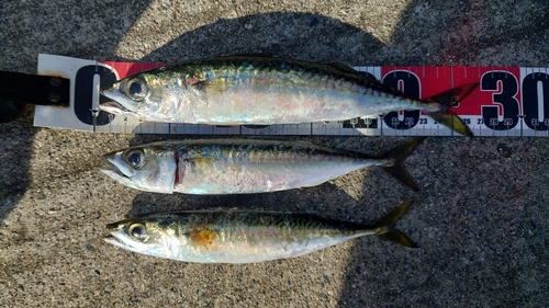 サバの釣果