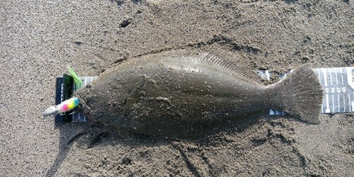 ヒラメの釣果