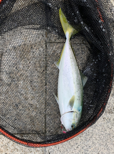 ツバスの釣果