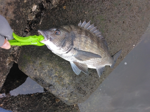 クロダイの釣果