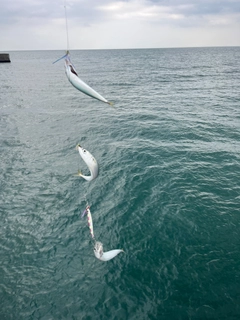 サバの釣果