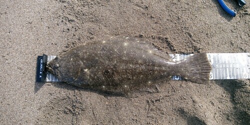 ヒラメの釣果