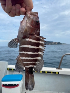 マハタの釣果