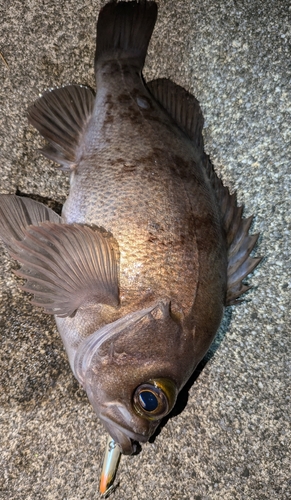 シロメバルの釣果