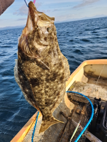 ヒラメの釣果