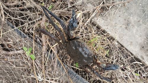 モクズガニの釣果