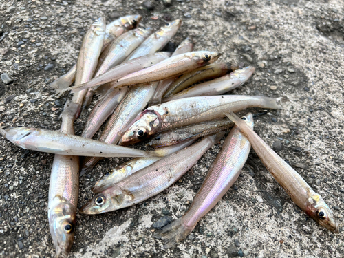 シロギスの釣果